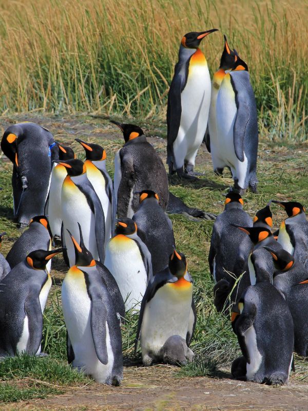 ¡Pingüinos en el Estrecho!