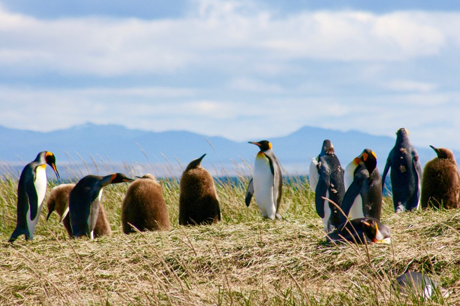 Reserva Pinguino Rey en Tierra del Fuego