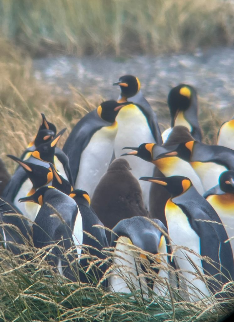 Pinguinos en Tierra del Fuego