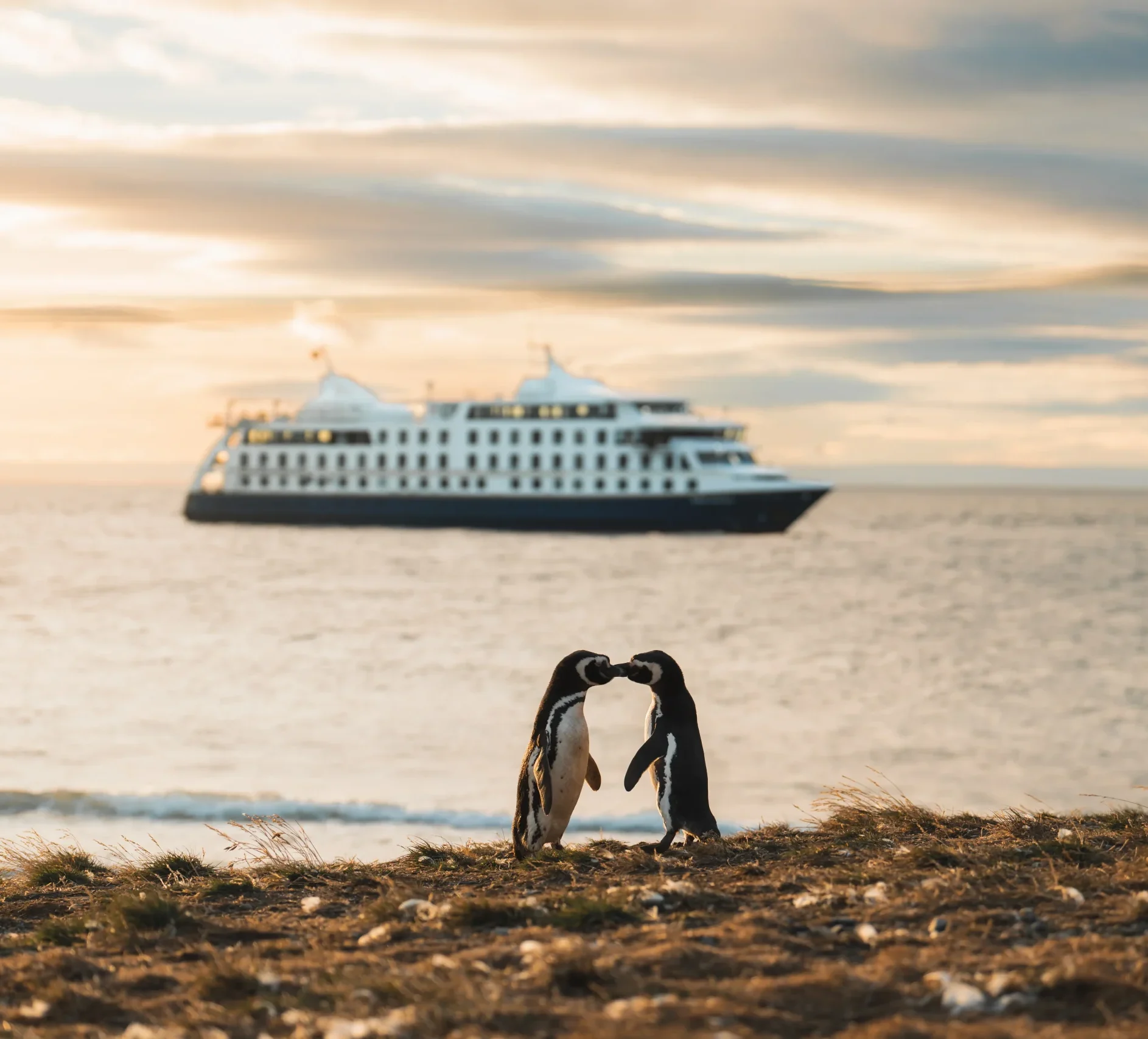 Australis-crucero-expedicion.patagonia-epic-patagonia-trips crucero Australis con pinguinos en Patagonia