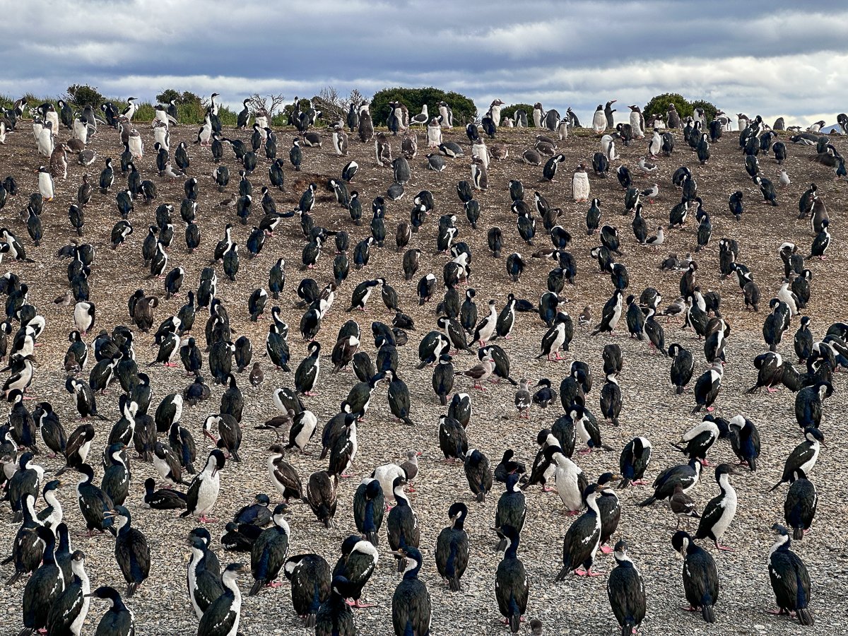 Isla Martillo en Canal Beagle, Ushuaia